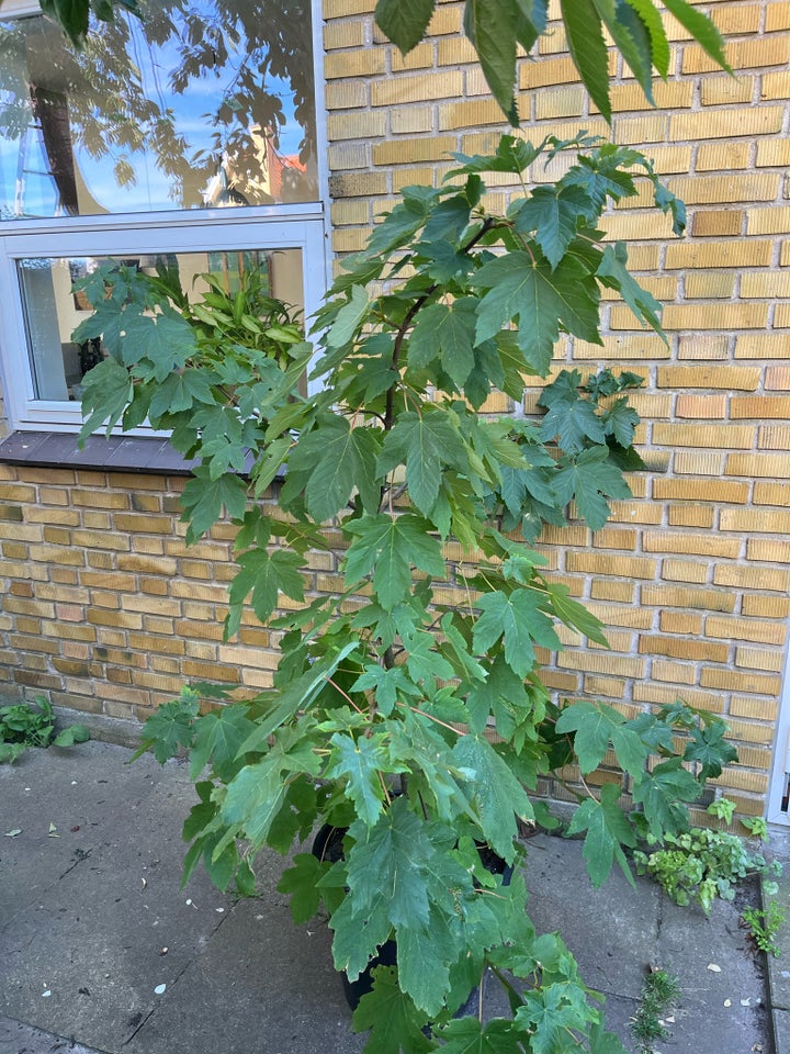 Spidsløn (Acer Platanoides) 130cm