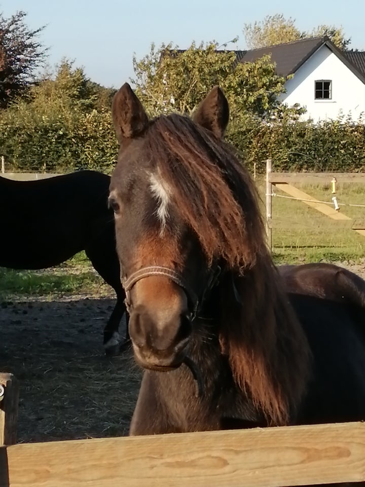 Anden race vallak 2 år