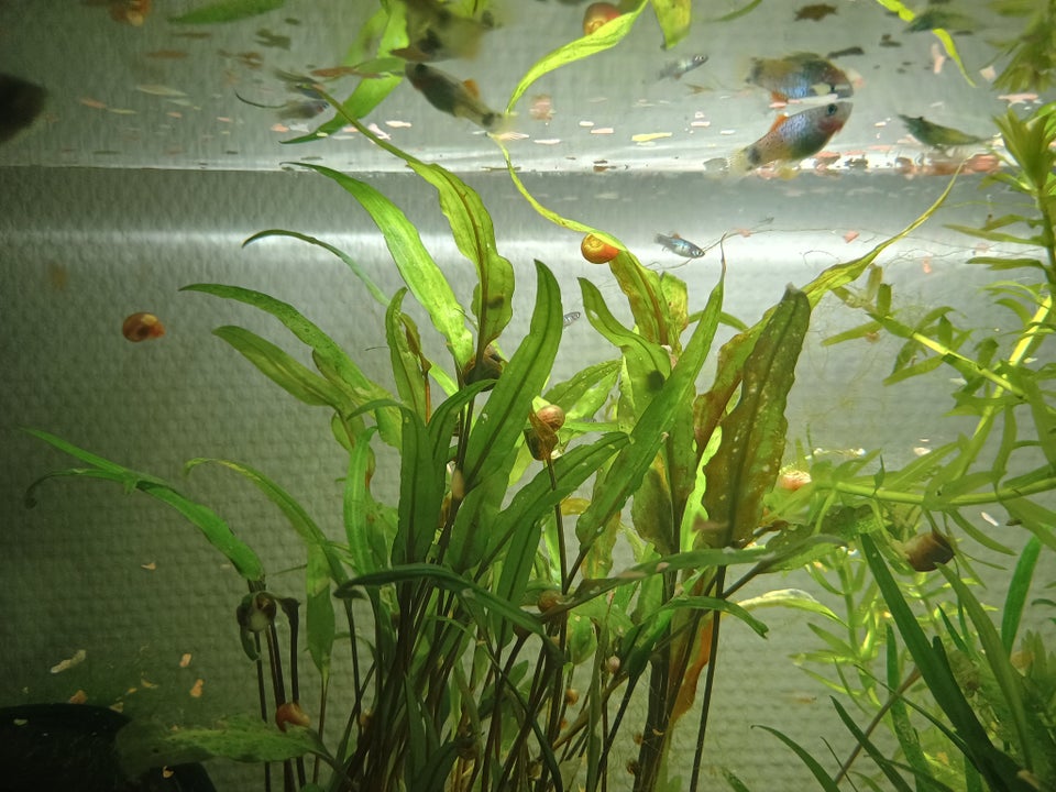 Akvarium 15 liter