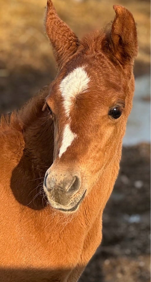 Arabisk fuldblod ox, hoppe, 0 år