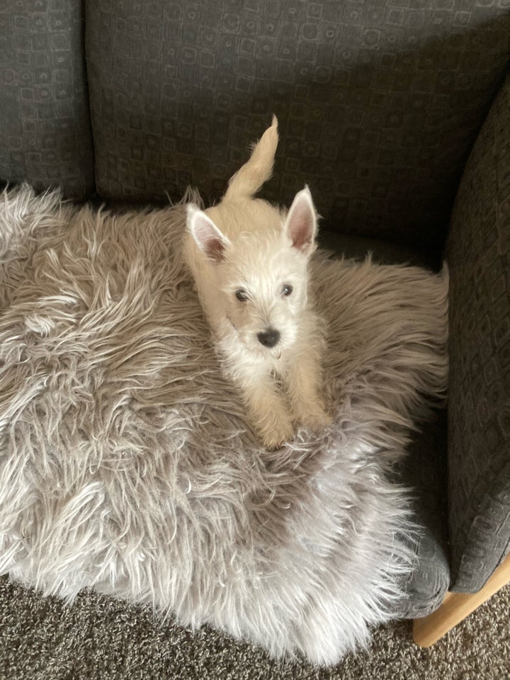 Westie highland White terrie,