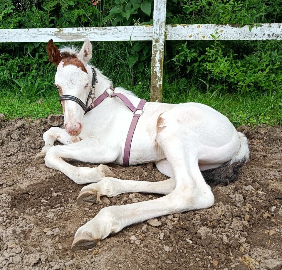 Irish Cob Crossbreed hingst 0 år