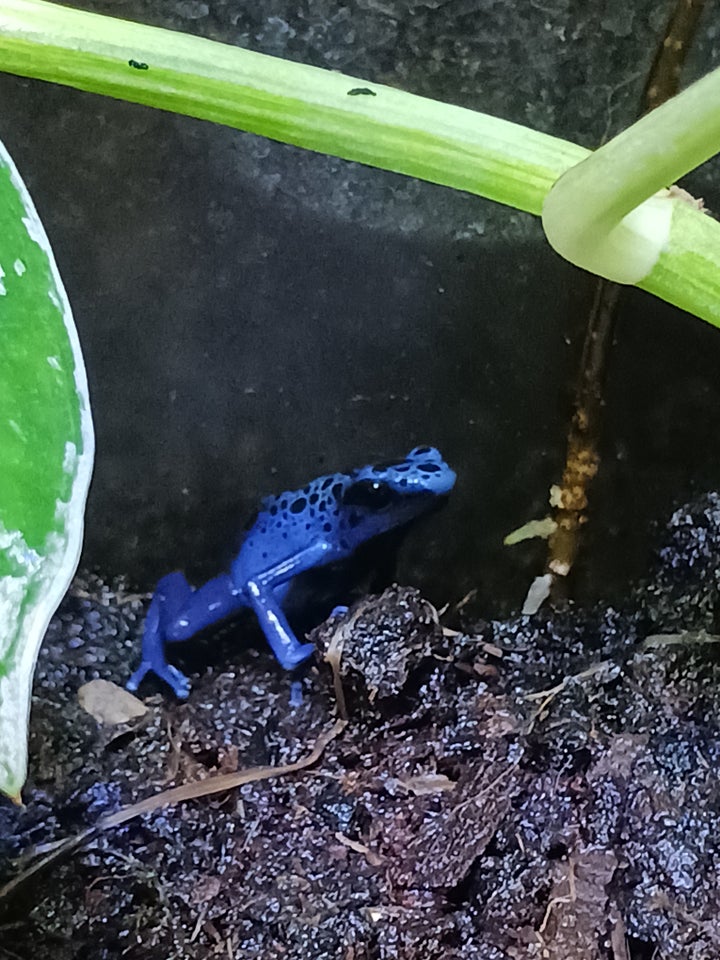 Frø, Dendrobates tinctorius