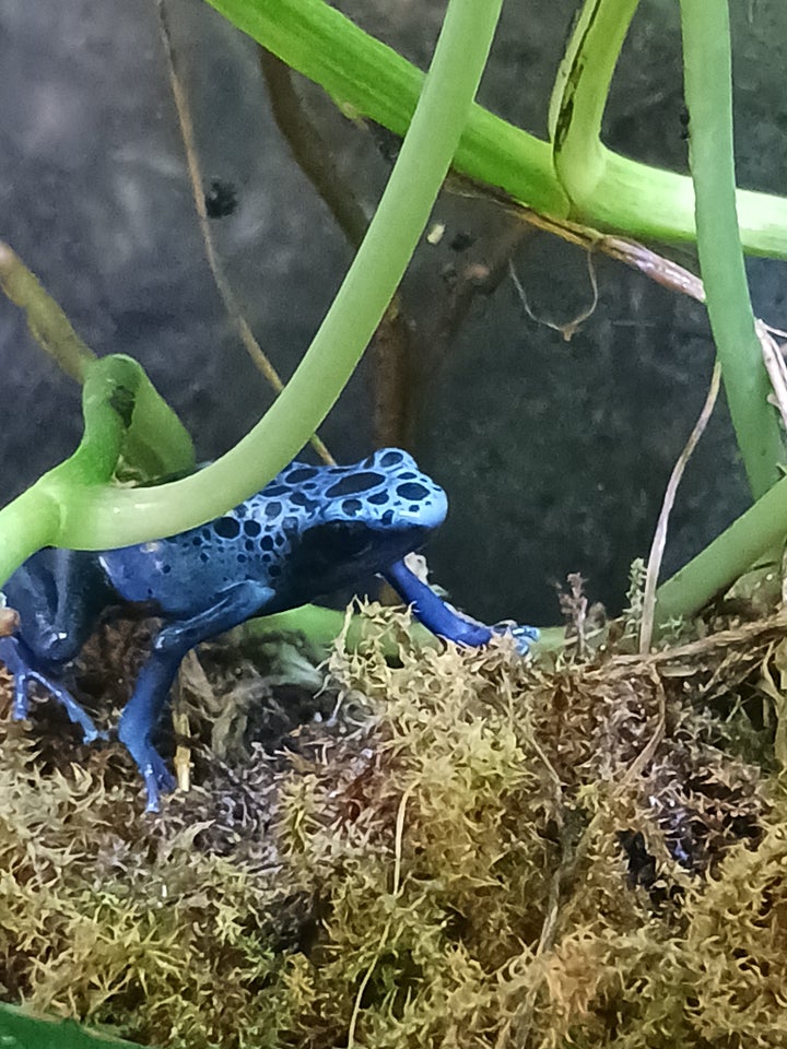 Frø, Dendrobates tinctorius