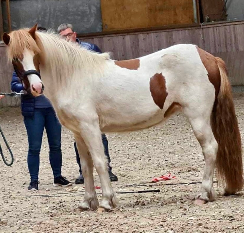 Islænder hoppe 3 år