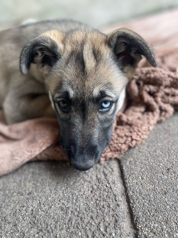 Husky schæfer og ulvehund hvalpe