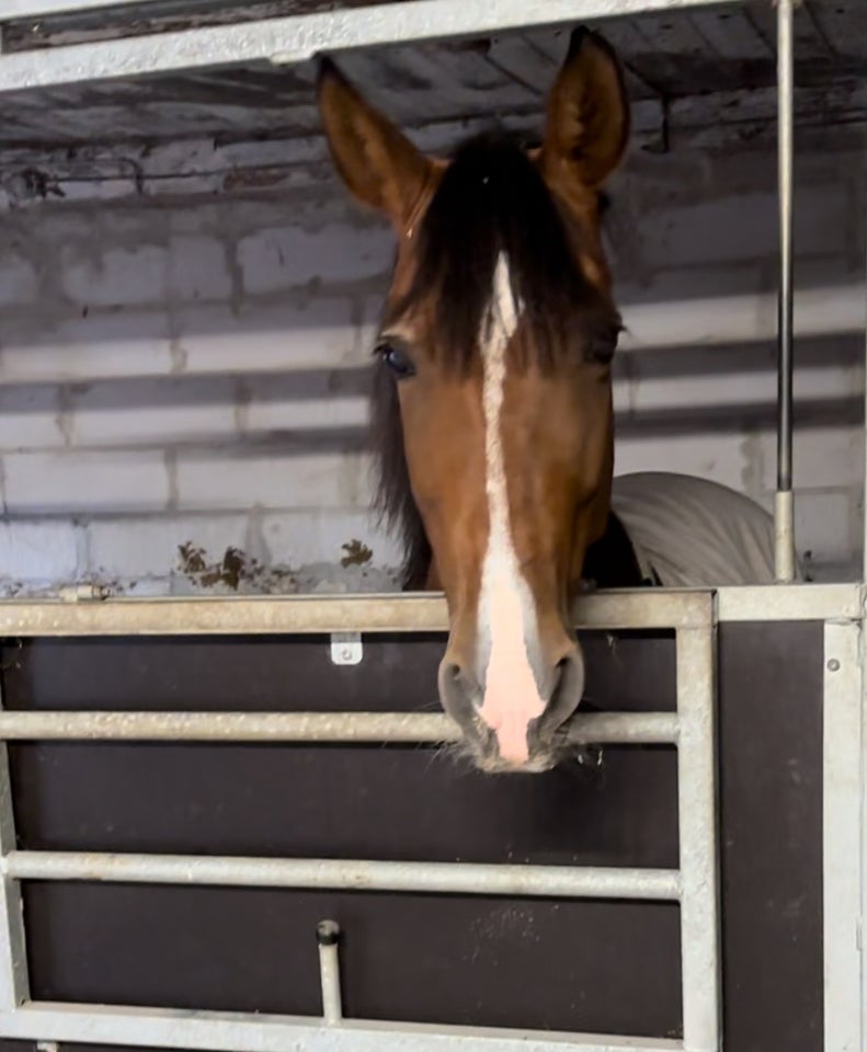 Cruzado, hoppe, 11 år