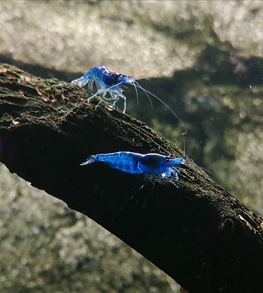 Neocaridina Davidii Blue Dream