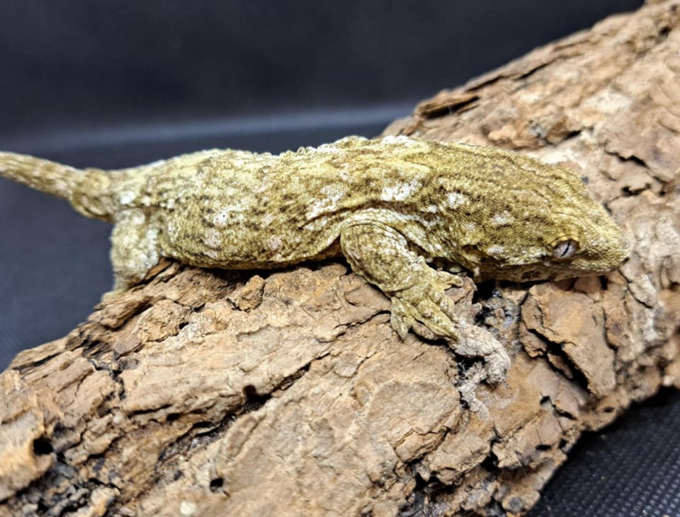 Gekko, Leachianus