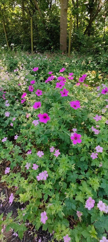 Staude 6 stk Geranium