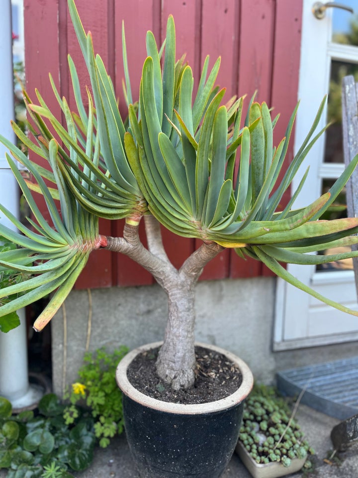 Aloe plicatilis - Fan aloe - Vifte