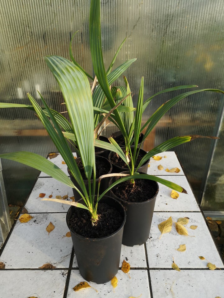 Palme, Sabal minor