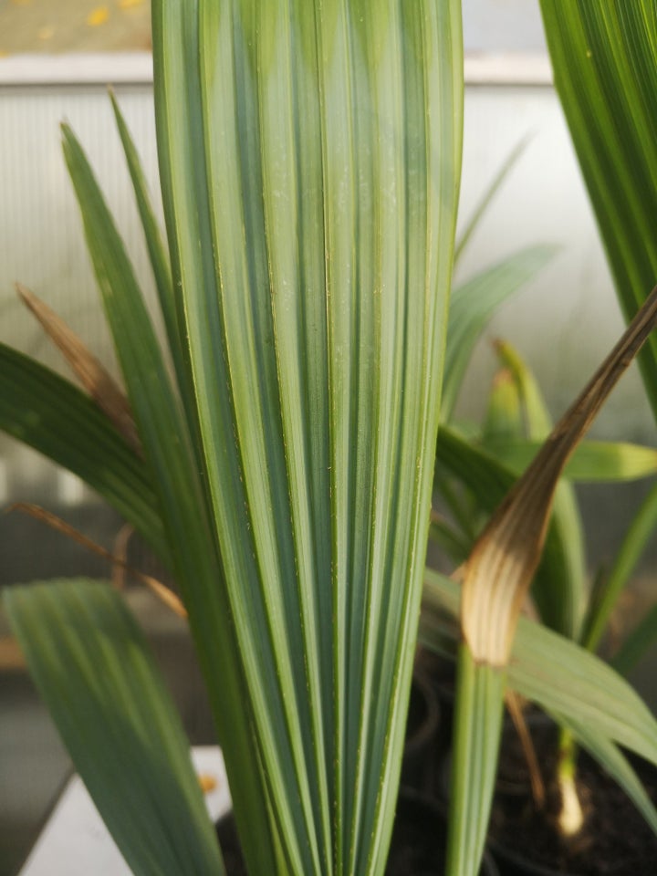 Palme, Sabal minor