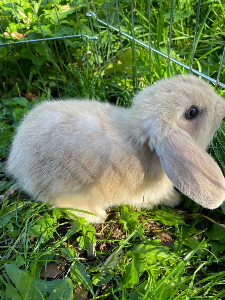 Kanin, Minilop, 0 år