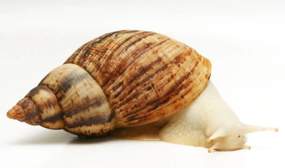 Snegl, Achatina reticulata