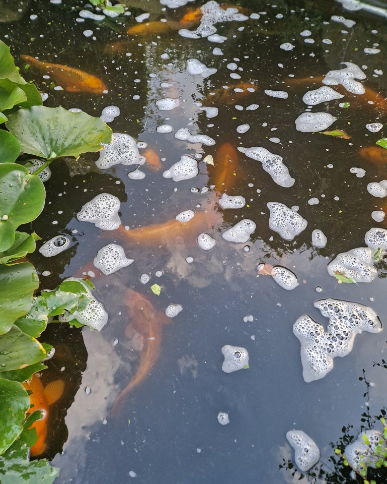 Koi Karper, 30-40 cm, 15 stk.