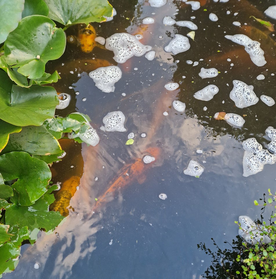 Koi Karper, 30-40 cm, 15 stk.