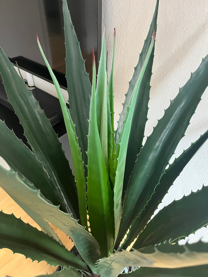 Aloe vera