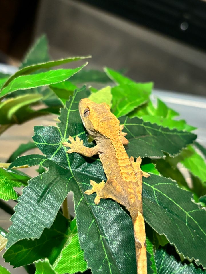 Gekko, Kronegekko