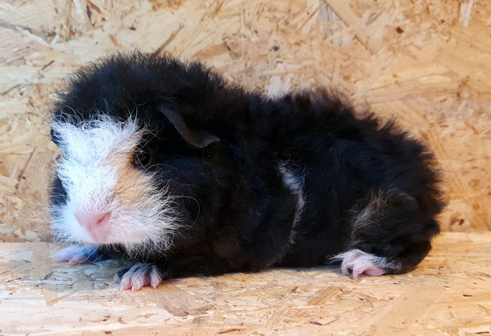 Marsvin, Kæledyr, 0 år