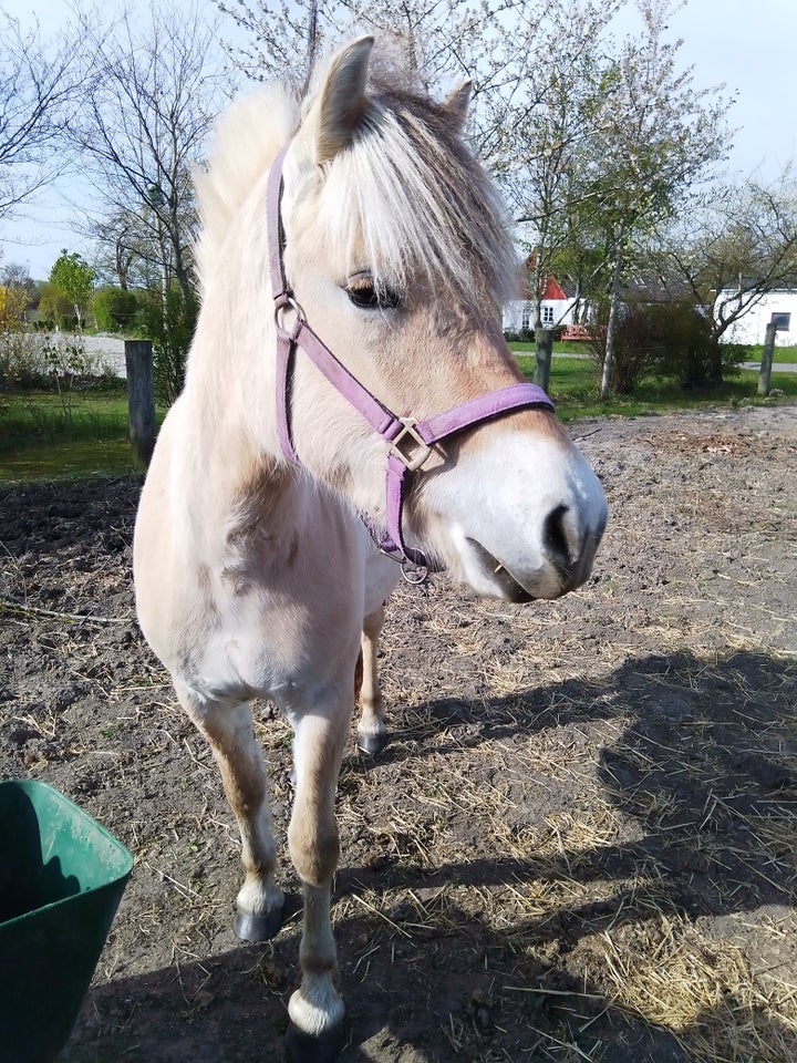 Fjordhest, hoppe, 3 år