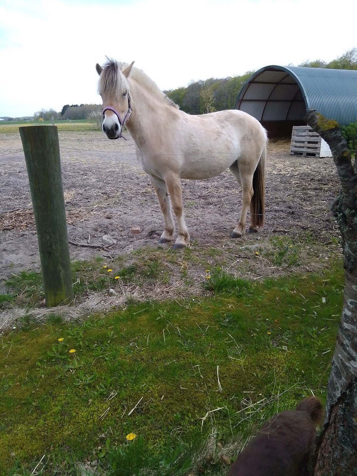 Fjordhest, hoppe, 3 år