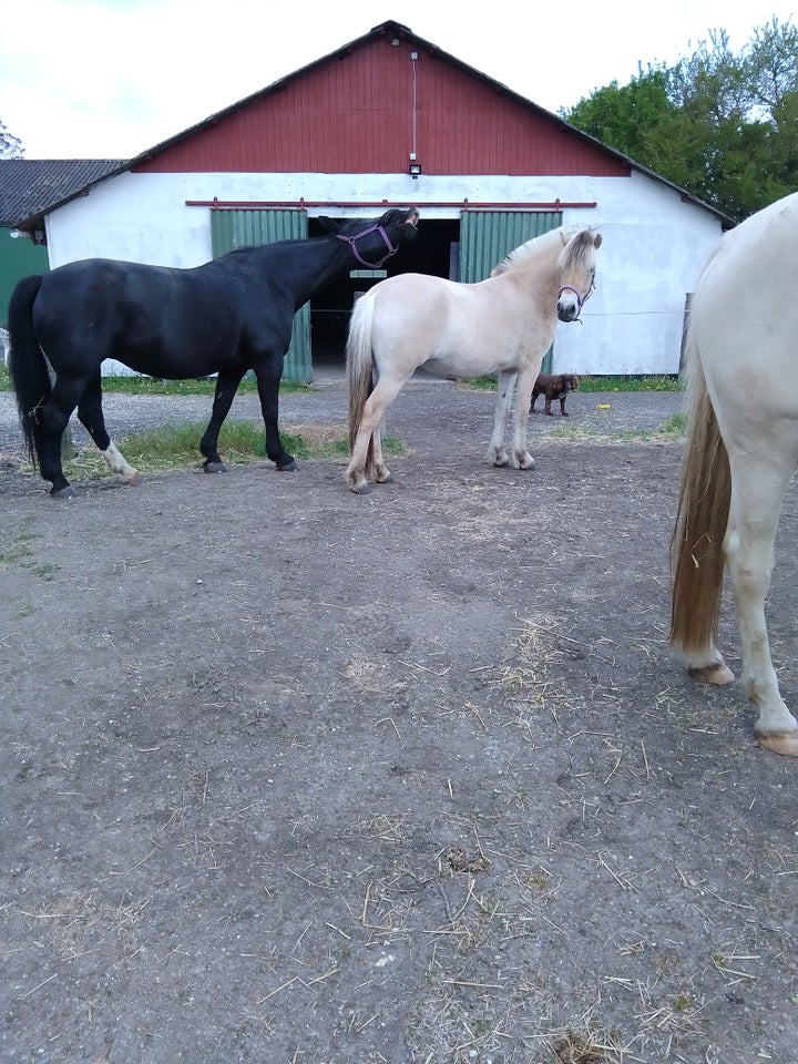 Fjordhest, hoppe, 3 år