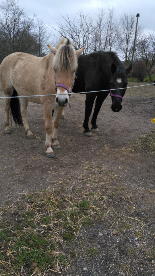 Fjordhest, hoppe, 3 år