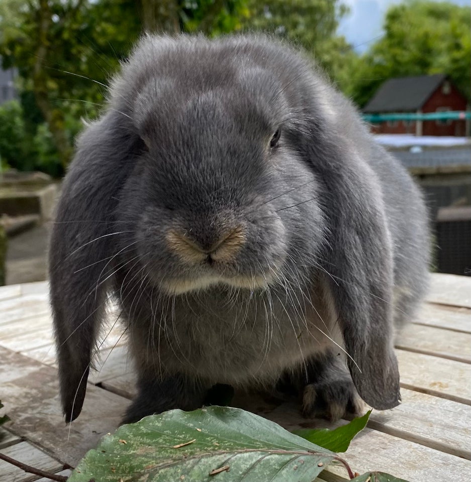 Kanin FRANSK VÆDDER HUN BLÅ OTTER