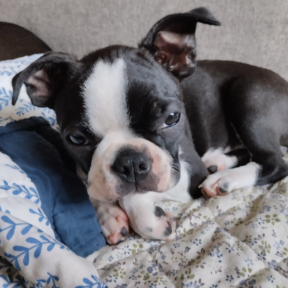 Boston terrier  hvalpe 12 uger