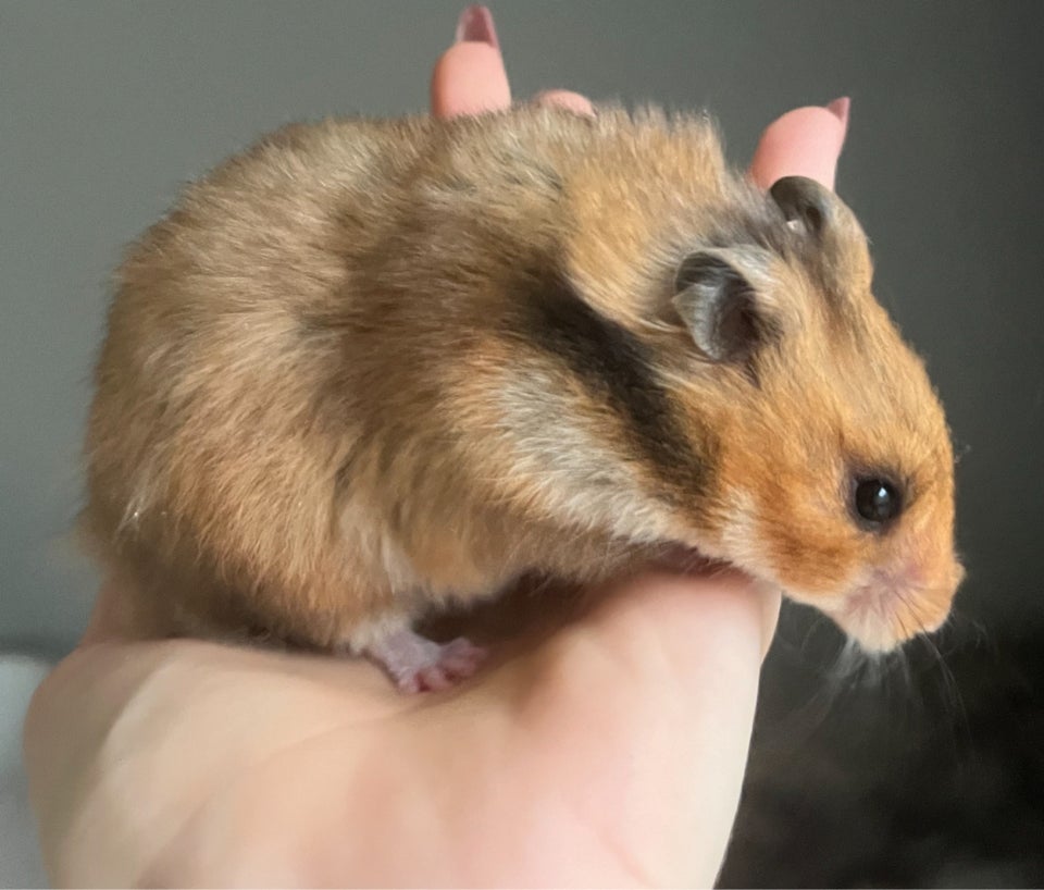 Hamster, Guldhamster, 0 år