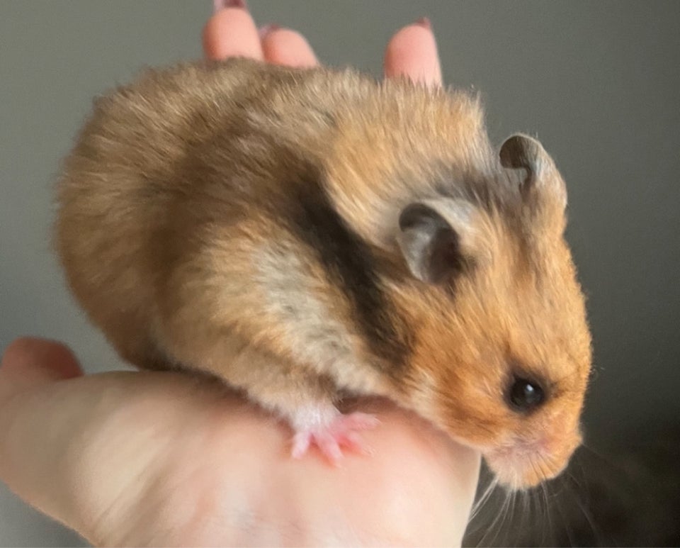 Hamster, Guldhamster, 0 år