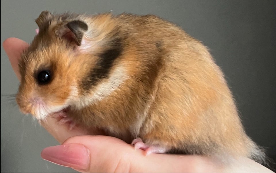 Hamster, Guldhamster, 0 år