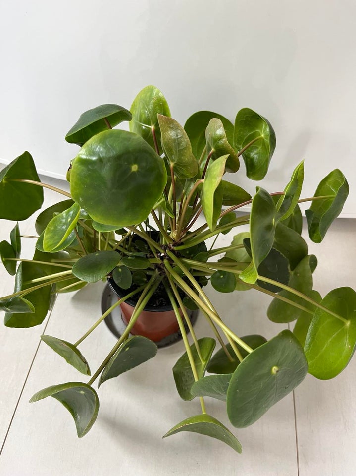 Stueplante, Pilea