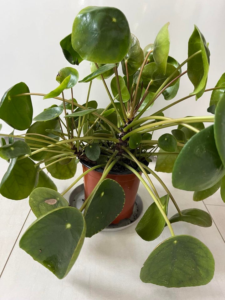 Stueplante, Pilea