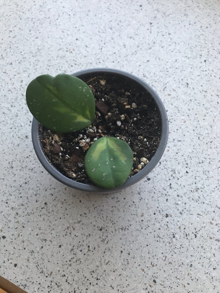 Hoya obovata Variegata