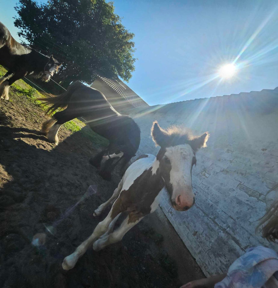 Irish Cob hoppe 1 år