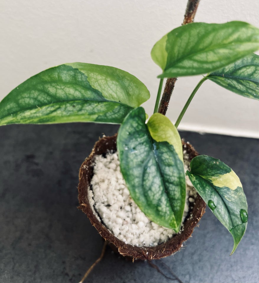 Stueplante  Monstera  Epipremnum