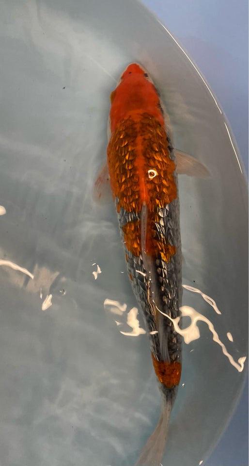 Japansk koi, 1 stk.