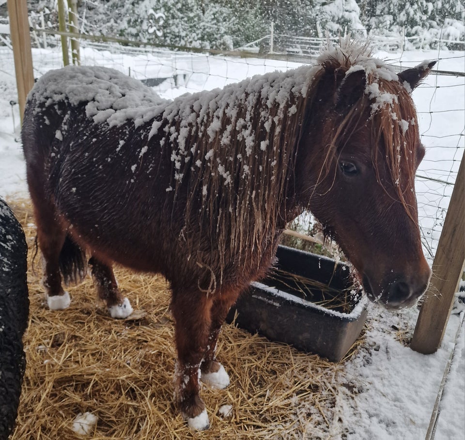 Shetlandspony, hoppe, 9 år