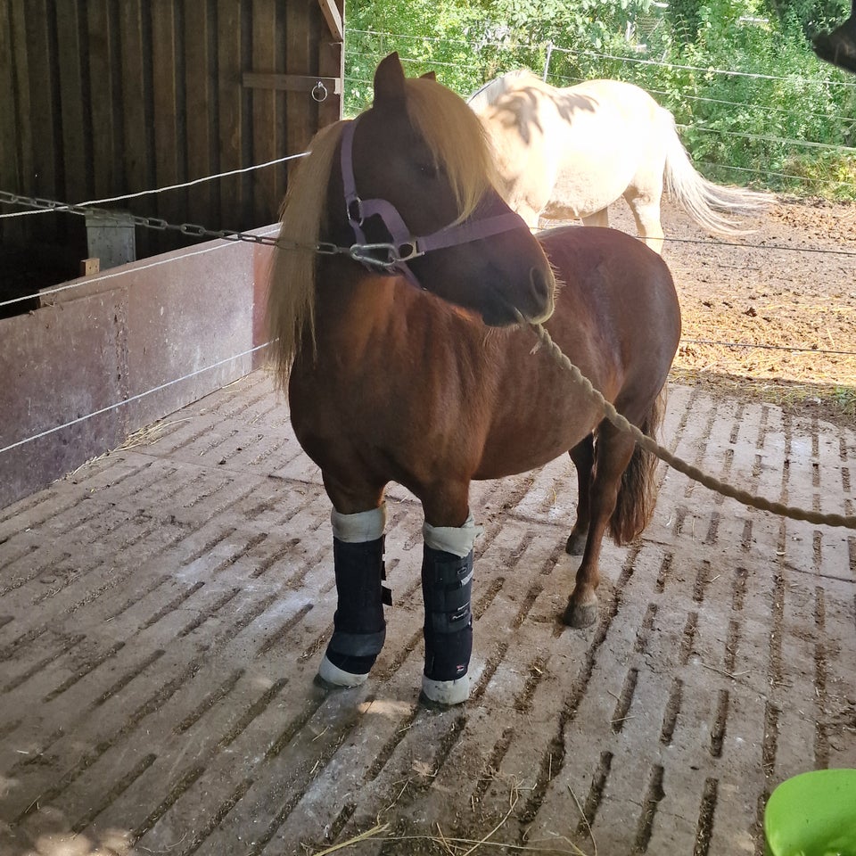 Shetlandspony, hoppe, 9 år