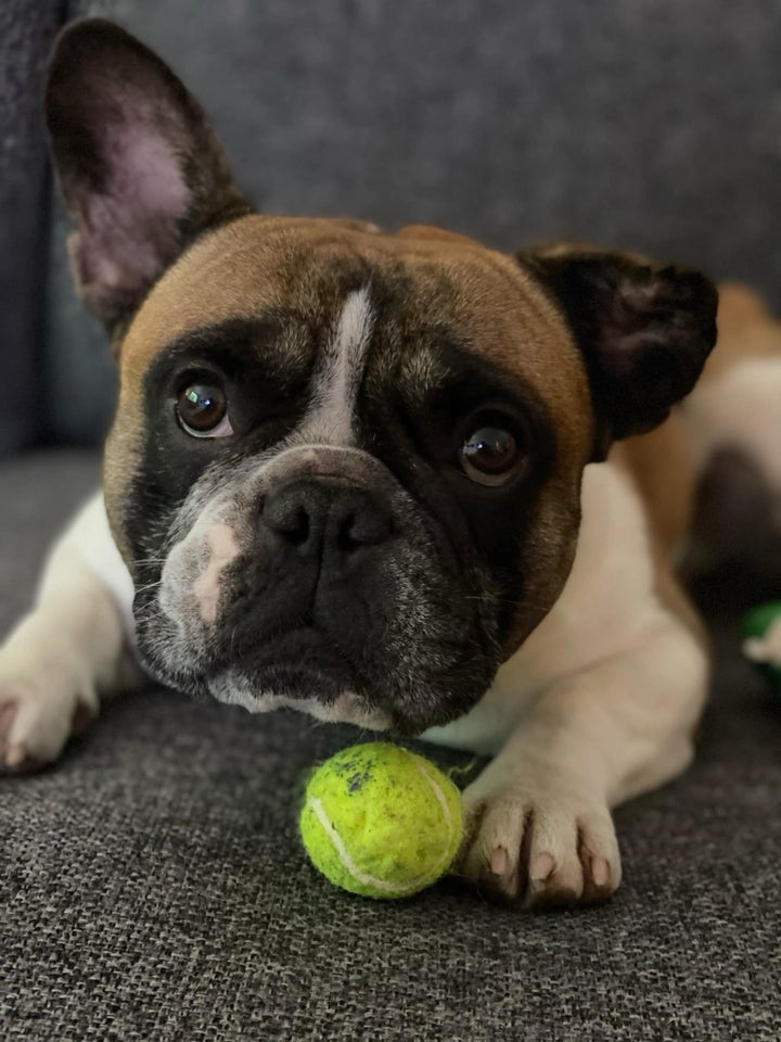 Fransk bulldog, hund, 8 år