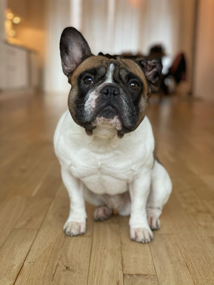 Fransk bulldog, hund, 8 år