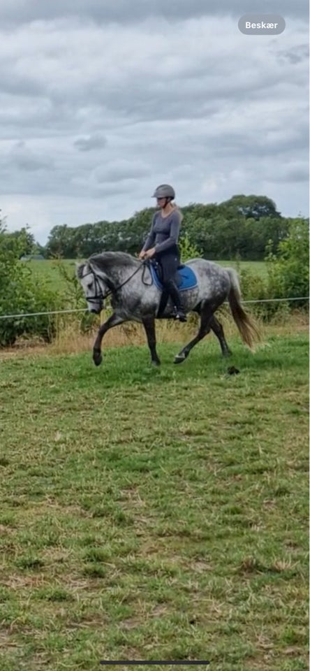 Irsk Sports Pony vallak 8 år