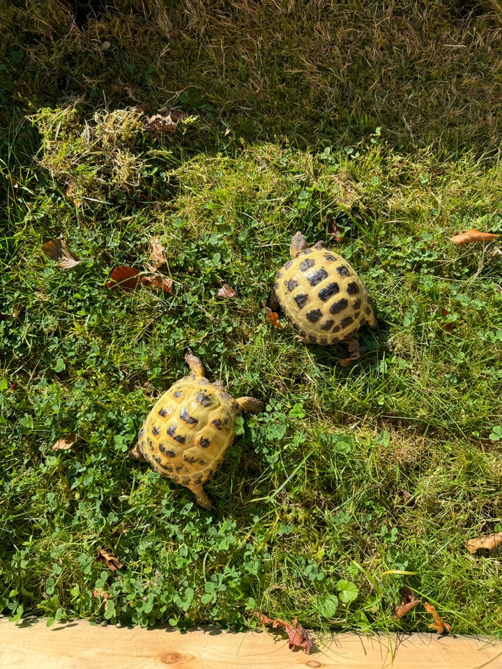 Skildpadde, Russisk