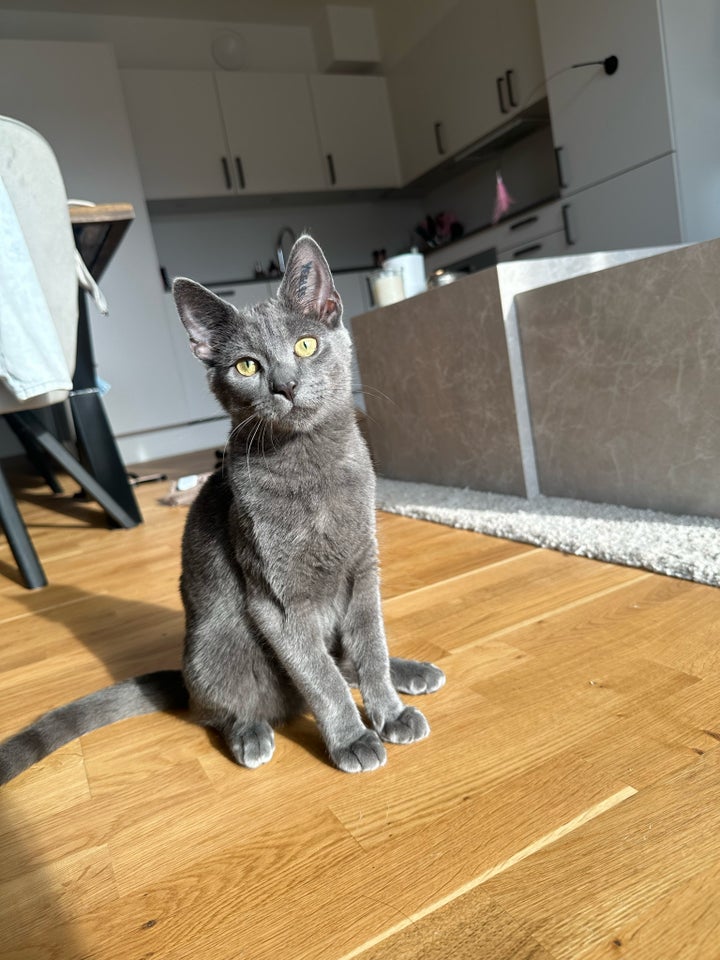 British Shorthair hankat 4 år