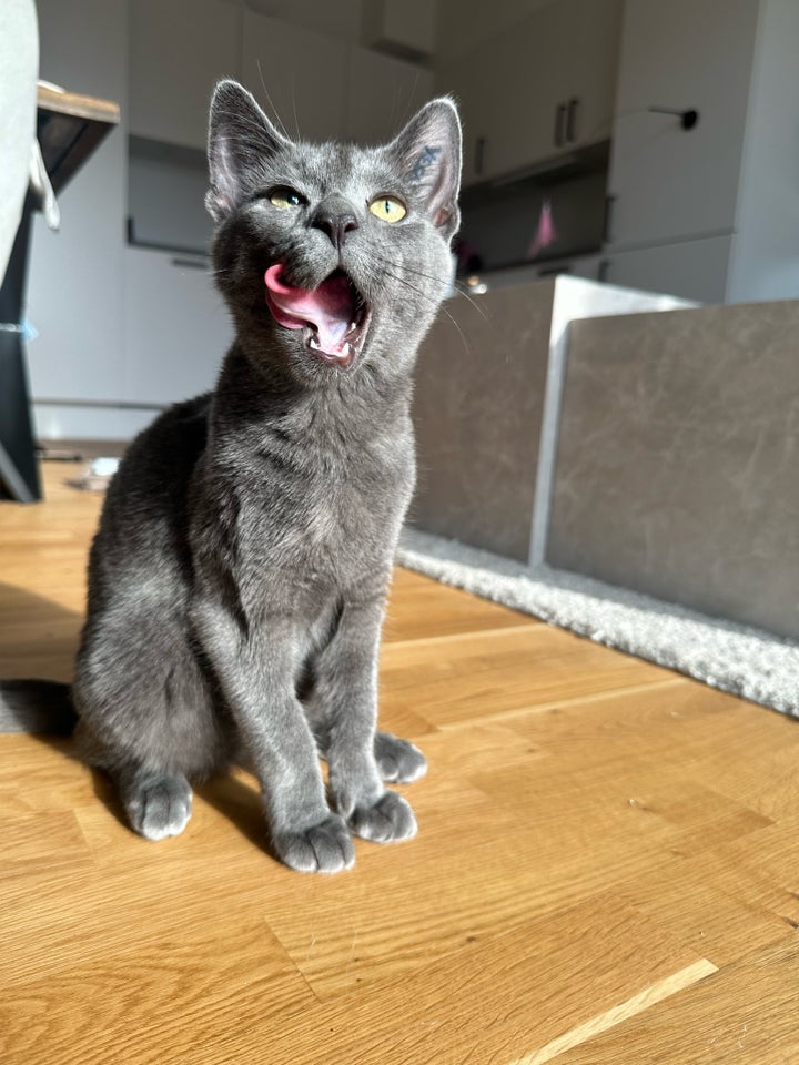 British Shorthair hankat 4 år