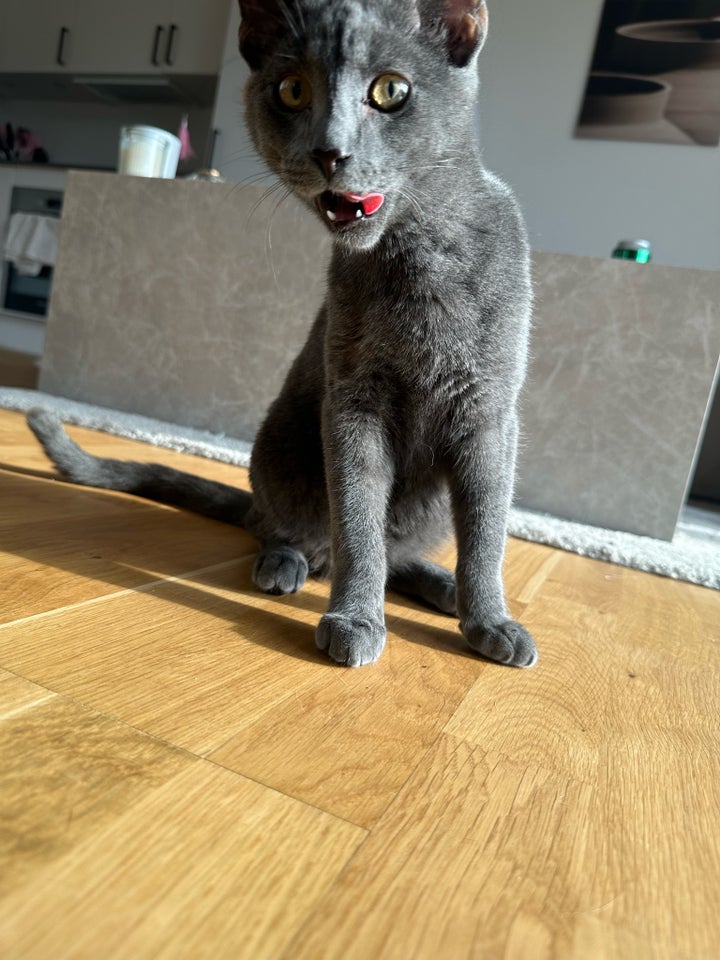 British Shorthair hankat 4 år