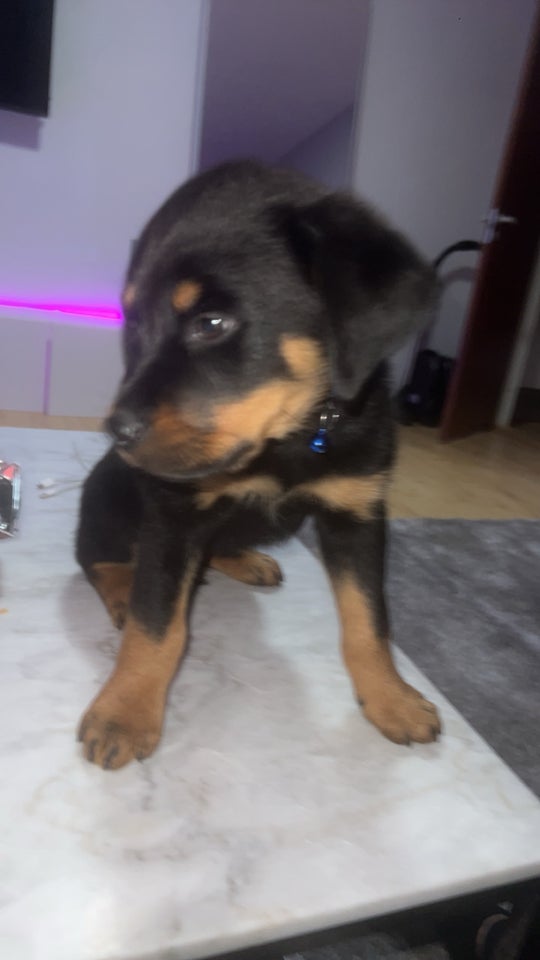 Rottweiler hvalpe 10 uger