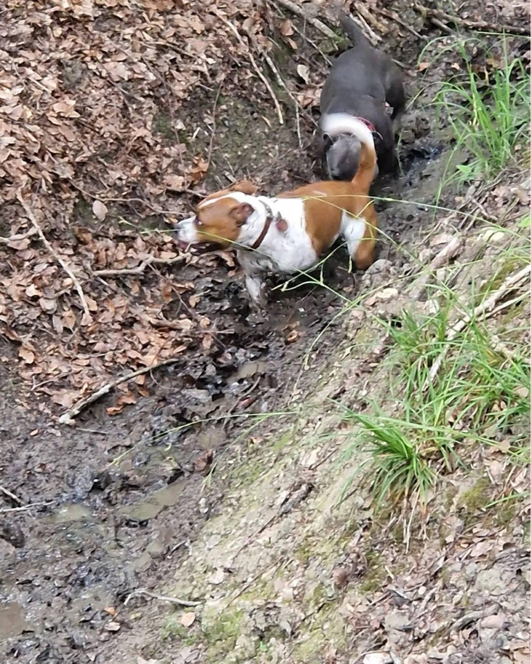 Staffordshire bullterrier , hund,